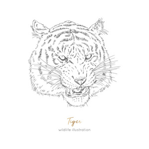 野生老虎咆哮图片