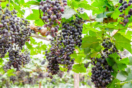 葡萄园里的葡萄串紫色水果照片