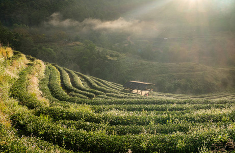 茶园美丽风景著名旅游景点