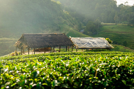 茶树种植园两个茅草亭早晨雾