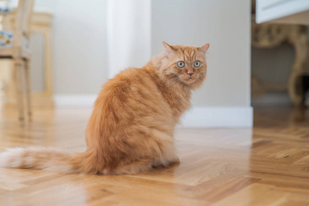 美丽的姜黄色长发猫在家里坐在地板上走来走去