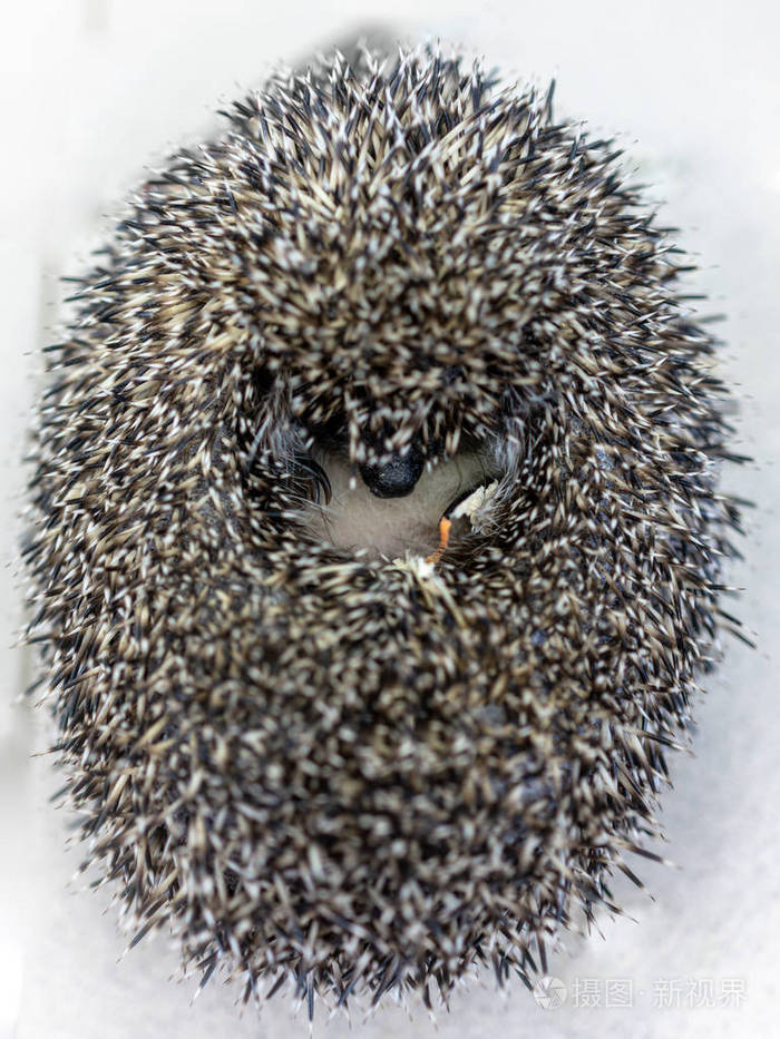 刺猬蜷缩在白色的背景上卷曲成球的刺猬的鼻子和腿欧洲刺猬拿铁欧罗巴