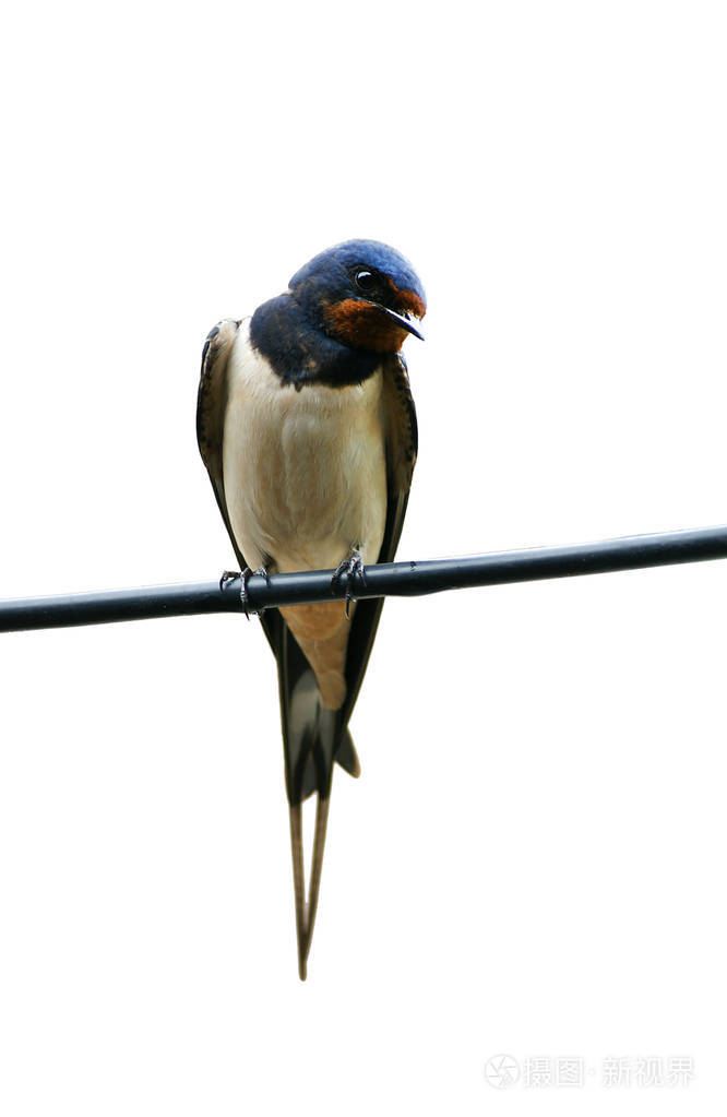 谷仓燕子Hirundo Rustica坐在白色背景上孤立的电缆上。