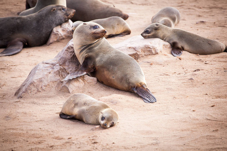 海狮海豹，Otariinae与幼犬在海角交叉，骨架海岸，纳米比亚，非洲