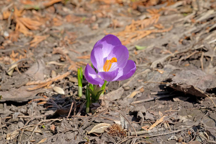 早春在地上盛开的番红花照片-正版商用图片17vicb-摄图新视界