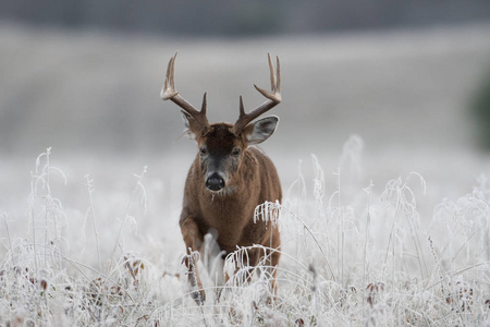 大的白尾鹿在一片霜冻覆盖的草地上雄鹿。