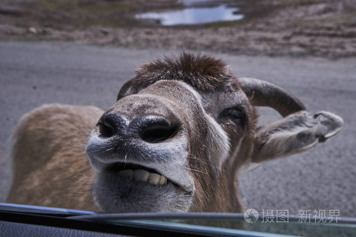 可爱好奇的山羊看着车