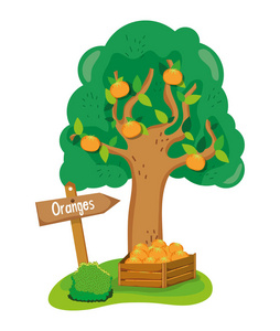 美丽的橘子树木盒矢量插图平面设计