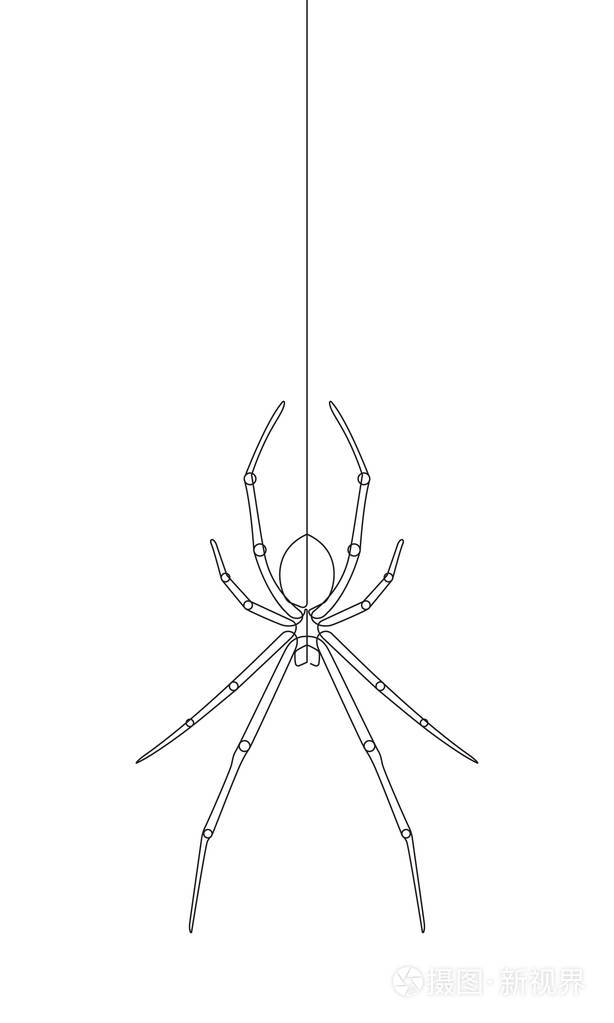 悬挂蜘蛛连续矢量线图形