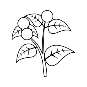 线咖啡树植物叶枝矢量插图图片