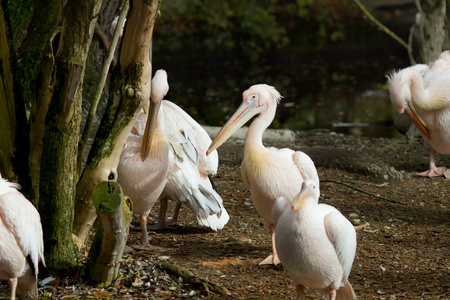 美丽的粉红色背家族Pelecanus Rufescens在其自然环境中。 水平射击