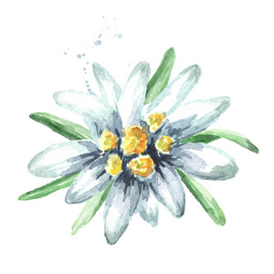 盛开的雪绒花图片