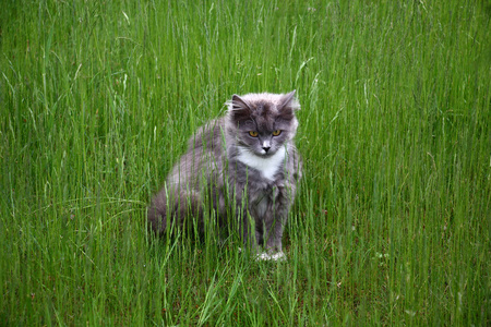 小猫坐在草丛中的一片草坪上。