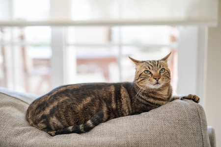 漂亮的短发猫躺在家里的沙发上