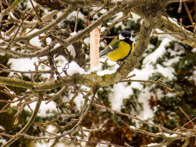 冬天的鸟用食物喂食。