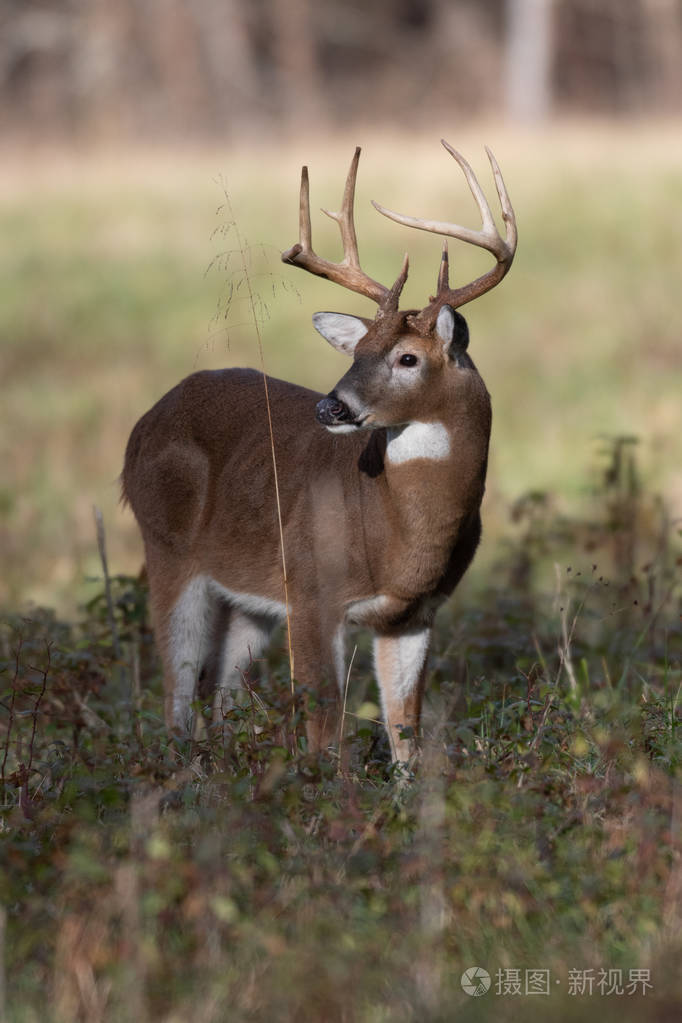 大白尾鹿在烟雾弥漫的山区国家公园的空地上