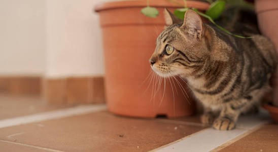 在阳光明媚的日子里，美丽的短发猫在花园里玩植物