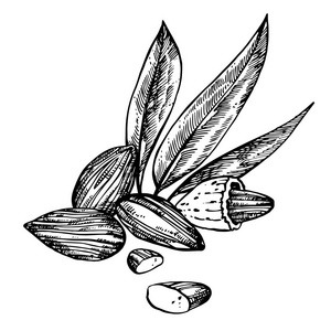 杏仁的插图图片-杏仁的插图素材-杏仁的插图插画-摄图新视界