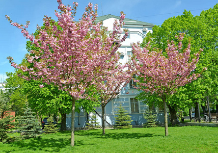 开花的东方樱花树 在城市广场