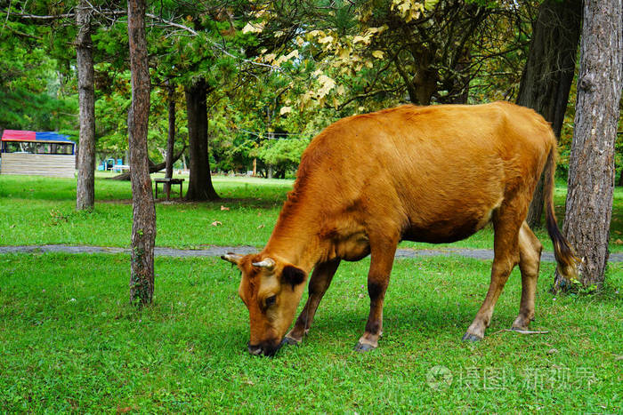 棕牛夏天在公园吃草