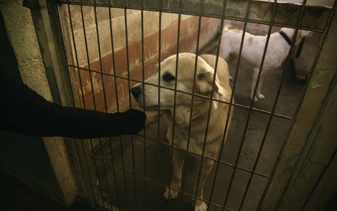 狗被锁在狗舍里，被遗弃的动物和虐待