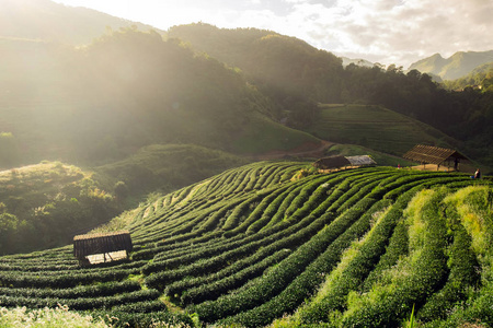 茶园美丽风景著名旅游景点图片