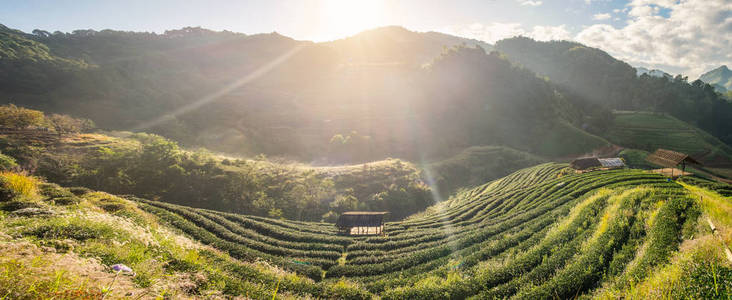 茶园美丽的风景山上著名的旅游景点