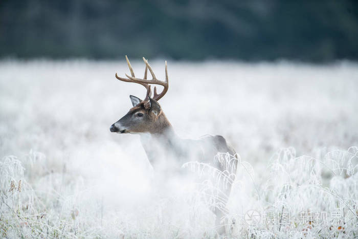 大的白色尾鹿雄鹿在霜冻覆盖的草地上,在第一个光.