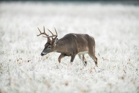 大的白色尾鹿雄鹿在霜冻覆盖的草地上，在第一个光。