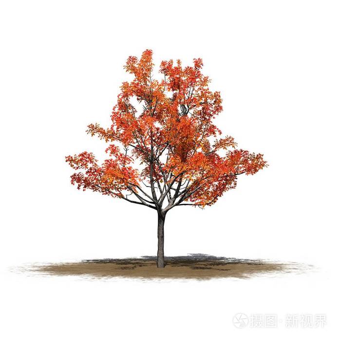 秋日的一棵日本枫树,在白色背景上孤立的沙地上