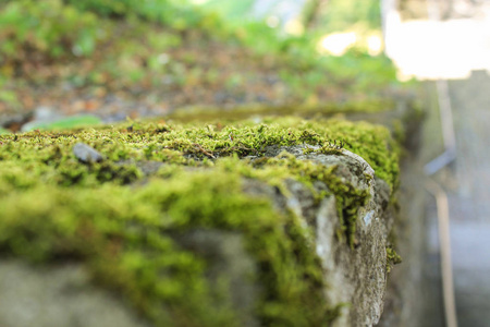 花园里的绿色苔藓