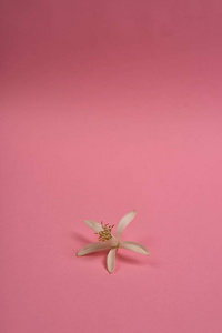 粉红背景上美丽花朵的摄影棚图片