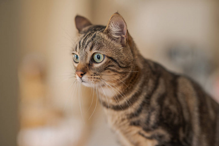 漂亮的短发猫坐在家里的白桌上