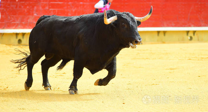 大黑公牛在斗牛中奔跑