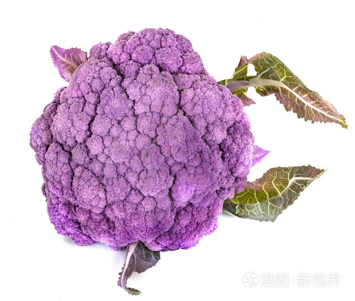 紫菜花甘蓝在白色背景前照片 正版商用图片17vtlz 摄图新视界 紫菜花甘蓝在白色背景前照片 正版商用图片17vtlz 摄图新视界