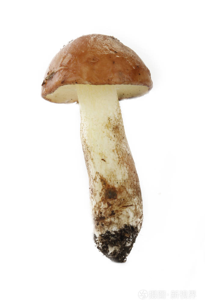 白色背景上分离的单个蘑菇