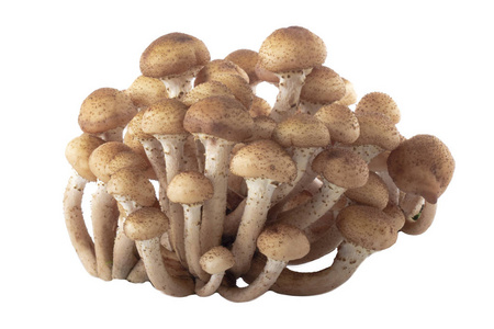 白色背景下分离的成熟生蘑菇