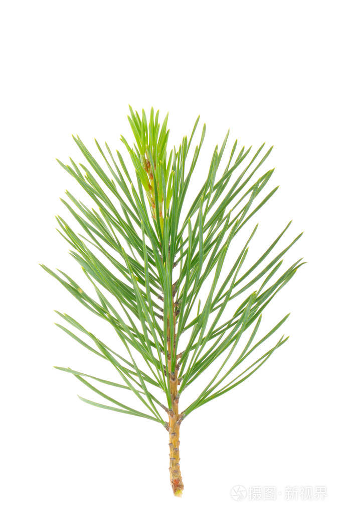 白色背景孤立的杉树枝
