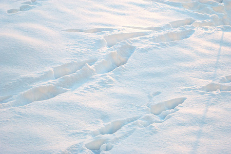 冬天雪中动物的痕迹和痕迹。