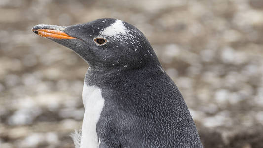 古企鹅在福克兰群岛上聚居。