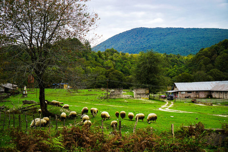 一群羊在高山草地上放牧