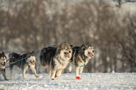 一个由四只哈士奇雪橇狗组成的队伍在一条下雪的荒野道路上奔跑。在捷克冬季的乡村，用哈士奇狗雪橇。哈士奇狗在冬季景观队。
