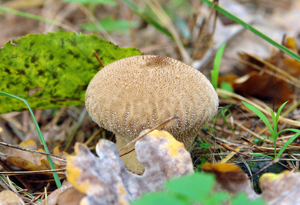 秋天森林中美丽的成熟泡芙菇LycoperdonPerlatum。与本地焦点的照片