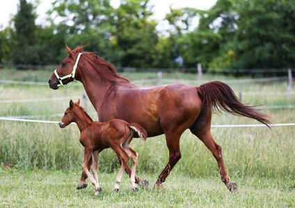 美丽的母马图片