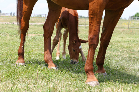 纯种母马和她那几个星期的小母马在夏日盛开的草原田园风光中飞驰