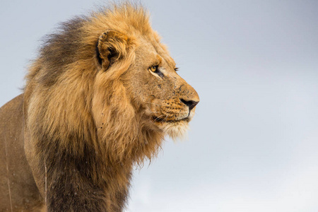 南非克鲁格国家公园的雄狮肖像