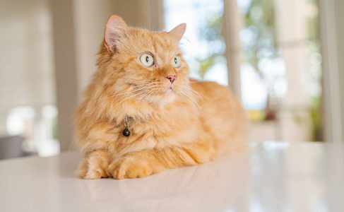 阳光明媚的一天，美丽的姜黄色长发猫躺在厨房的桌子上