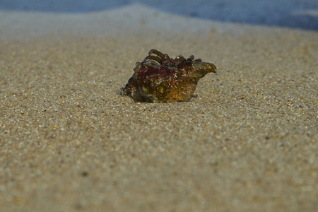 小螃蟹正走在海边靠近海浪