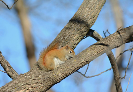明亮的冬天特写在一只红松鼠上，静静地躺在一棵大树的缝隙里。