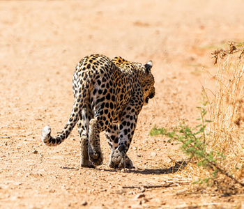 一只雄性美洲豹在南部非洲热带稀树草原上行走